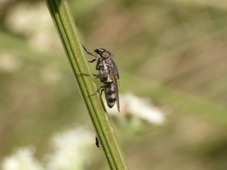 Stomorhina lunata F  (Calliphoridae)